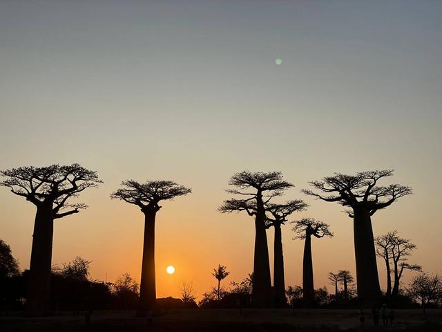 Baobab